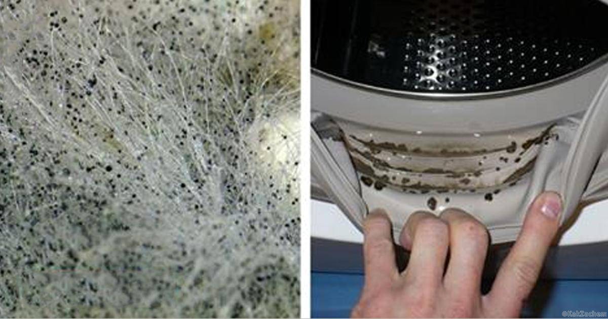 Идеальные способы очистить стиральную машину от плесени – 4 сезона огородника