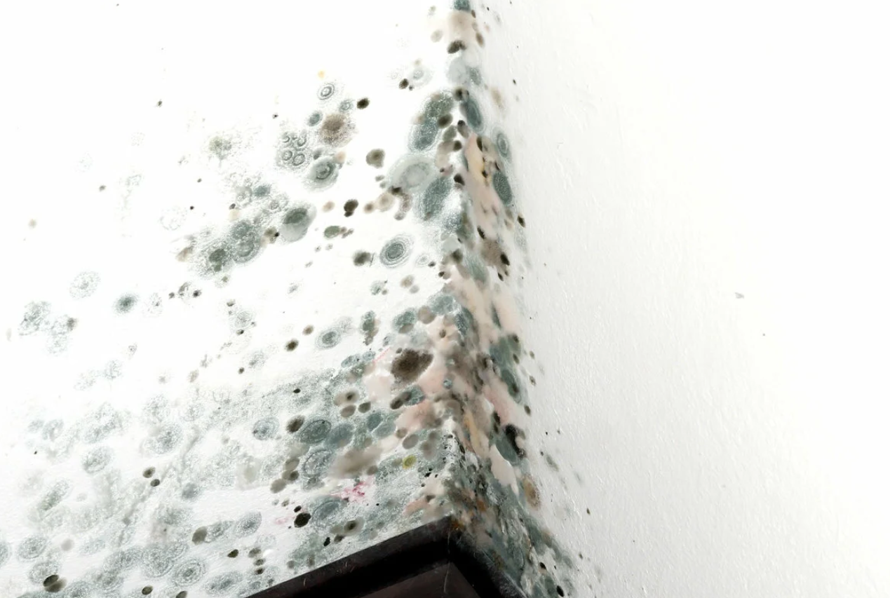 Плесень на стене в квартире: что делать, как избавиться от грибка